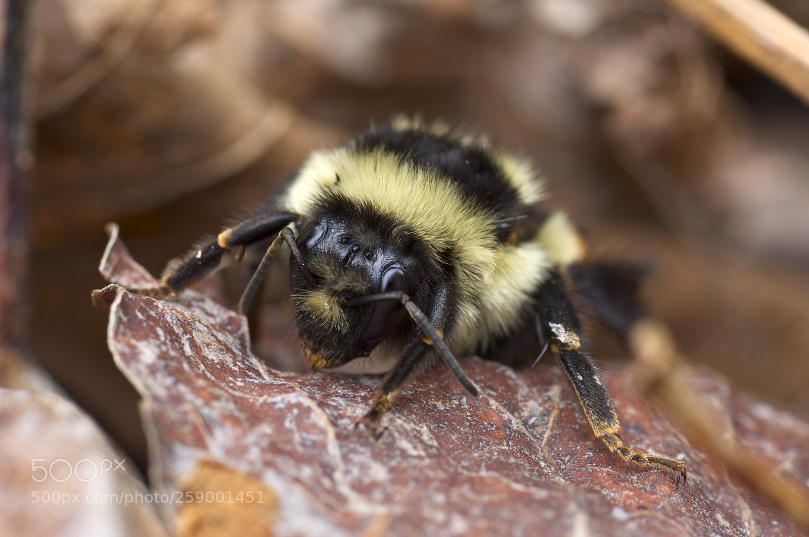Nikon D90 sample photo. Bombus rufocinctus photography