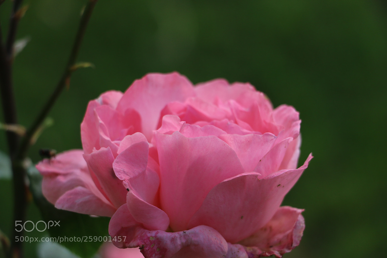 Canon EOS 70D sample photo. Flowers photography
