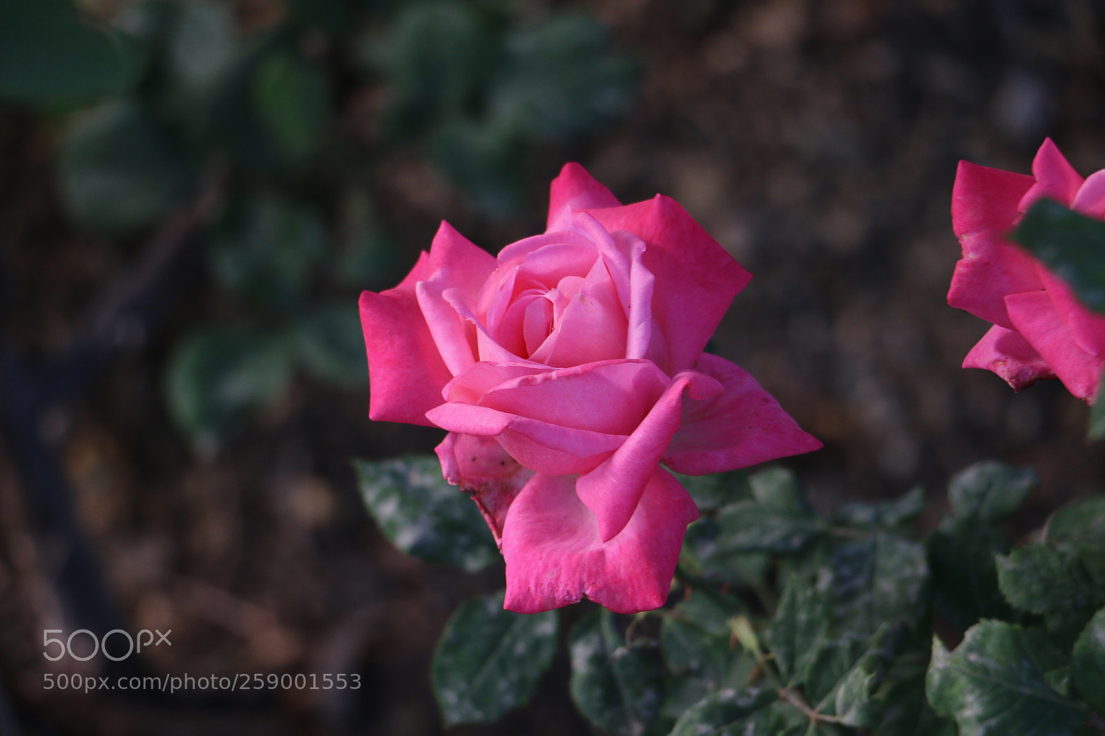 Canon EOS 70D sample photo. Flowers photography