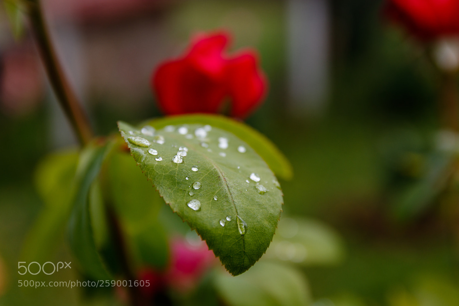 Canon EOS 80D sample photo. Gotitas photography