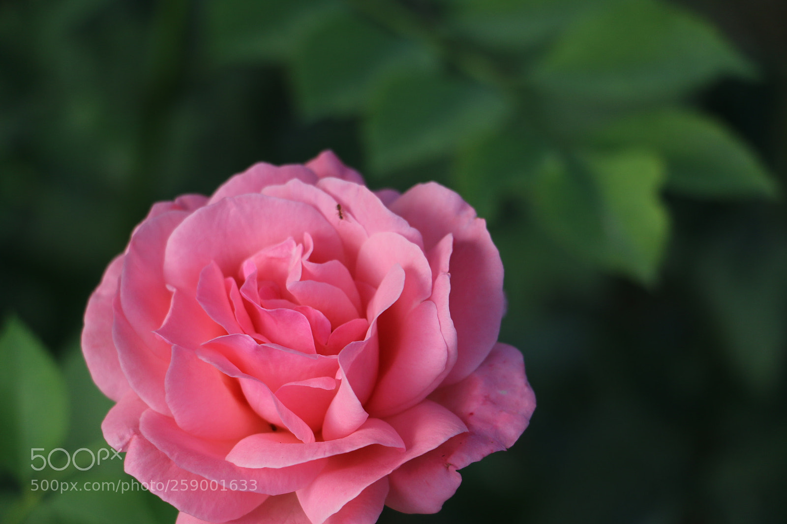 Canon EOS 70D sample photo. Flowers photography