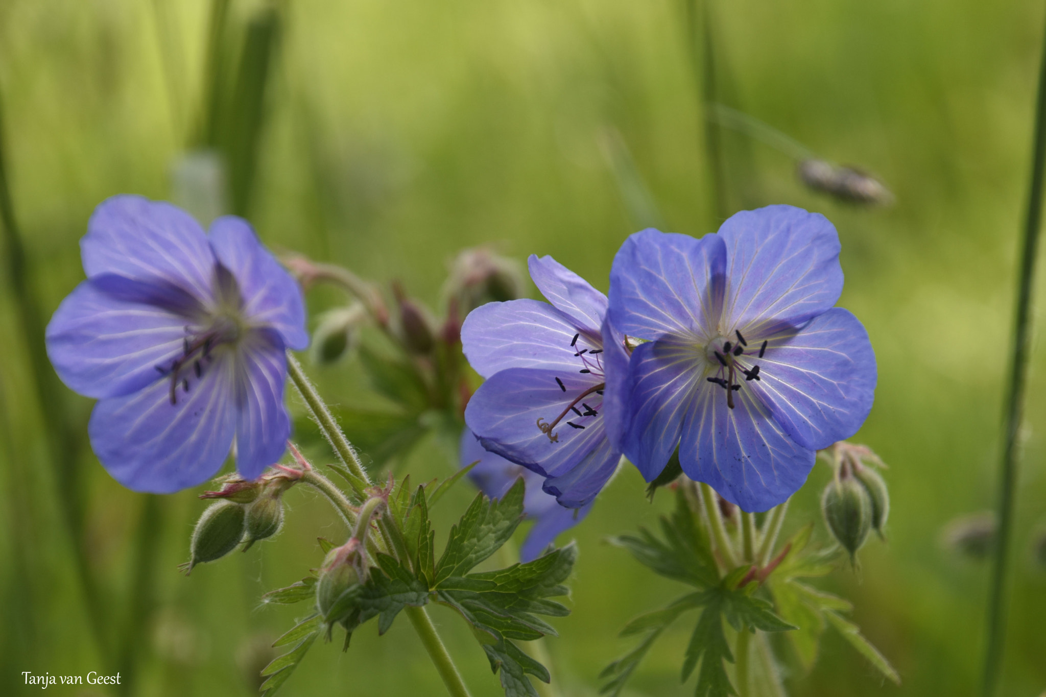 Nikon D5500 sample photo. Geranium pratense photography