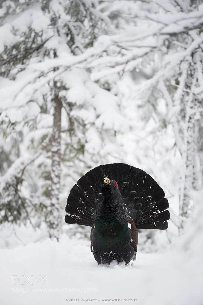 Nikon D4 sample photo. Western capercaillie photography
