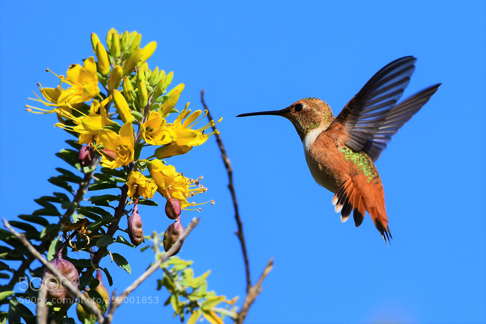 Nikon D7200 sample photo. Hummer on yellow. photography