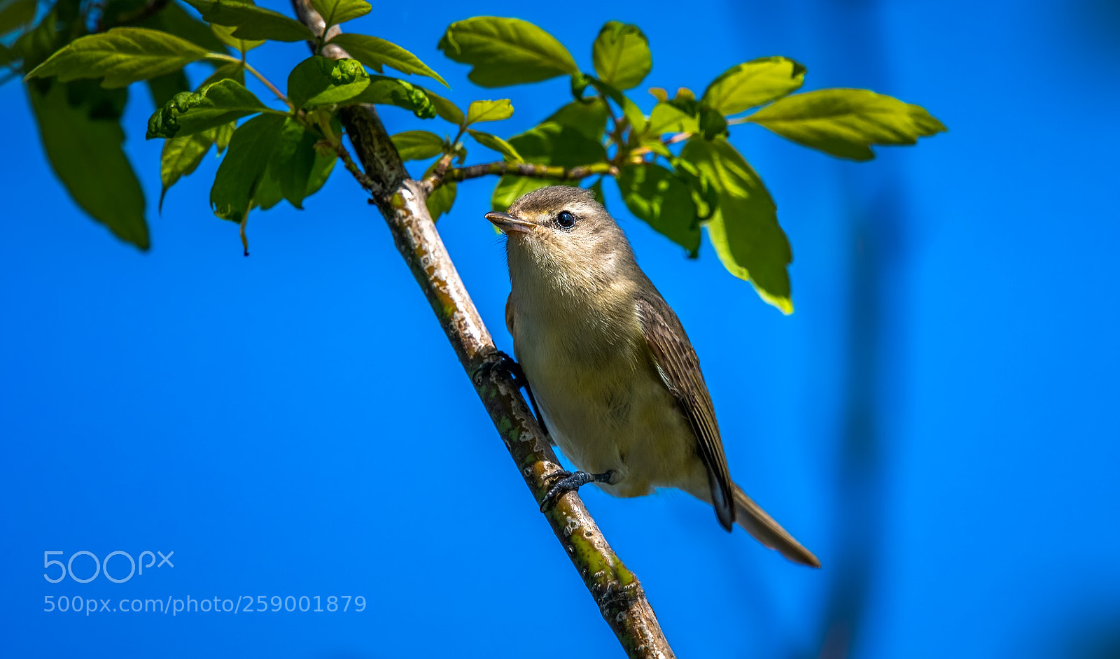 Nikon D500 sample photo. Warbling vireo - vir photography