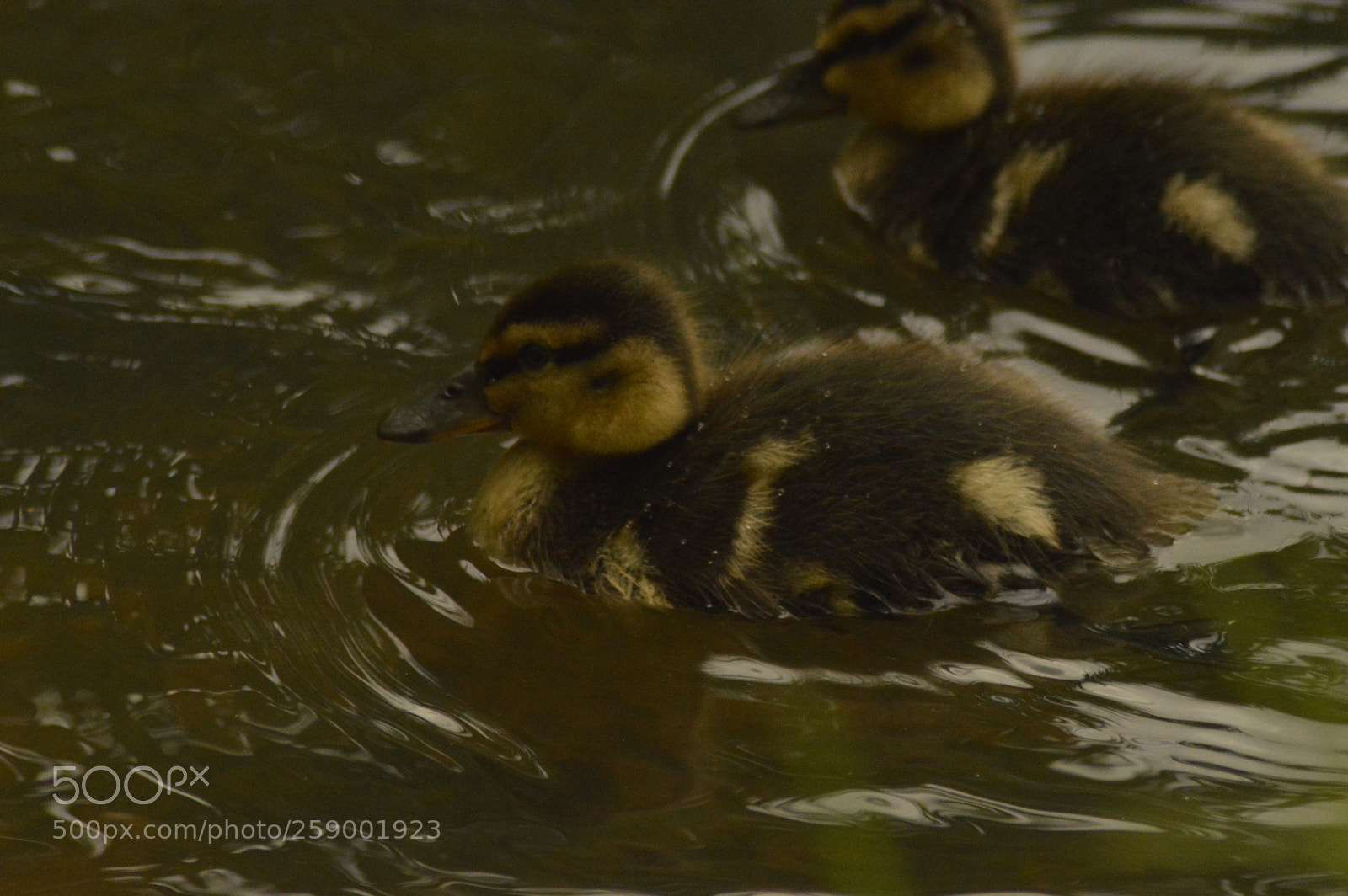 Nikon D3200 sample photo. Ducklins swimming in water photography