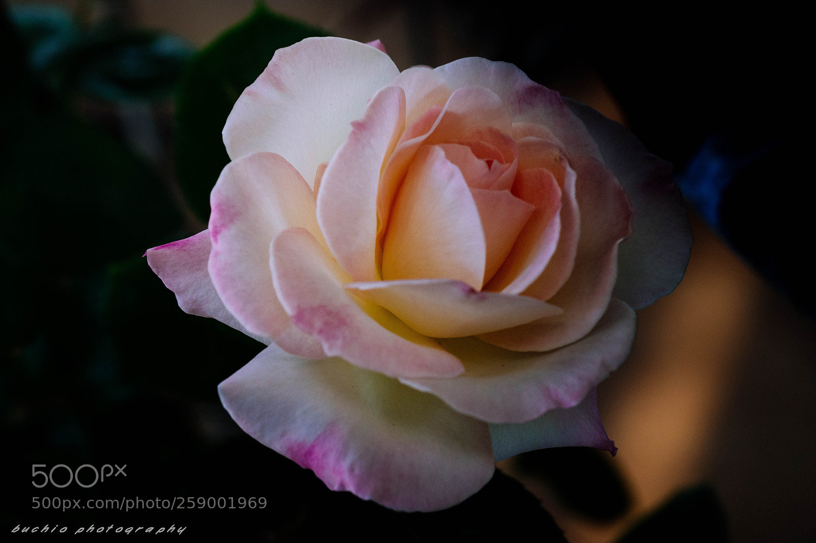 Olympus OM-D E-M1 Mark II sample photo. Rose photography