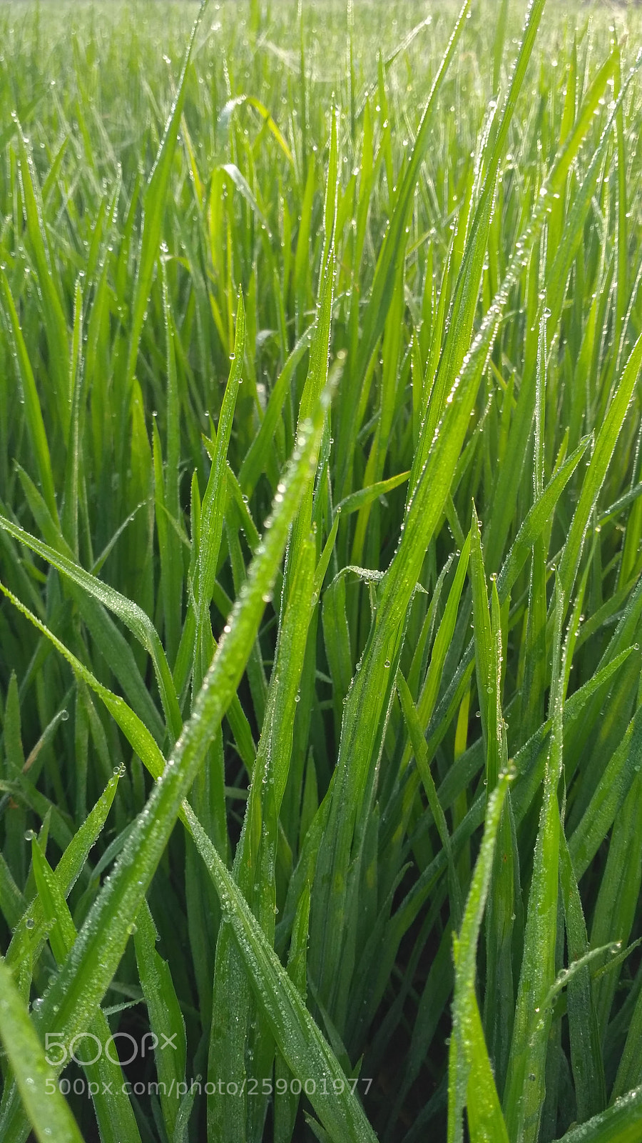Xiaomi Redmi 3S sample photo. Paddy photography