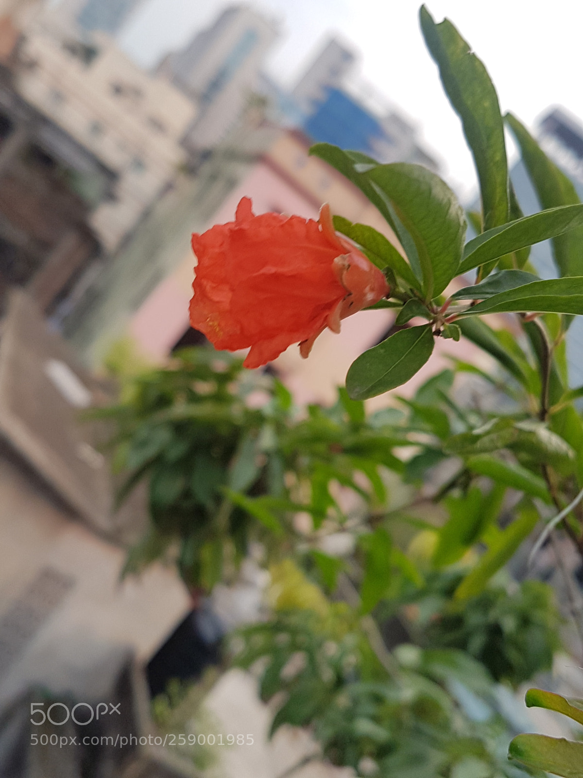 Samsung Galaxy S7 Edge sample photo. Untitled photography
