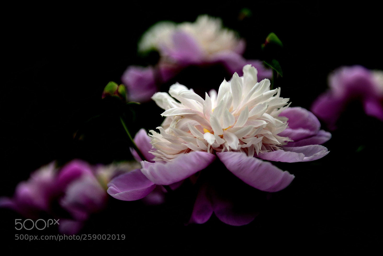 Nikon D800 sample photo. Untitled photography