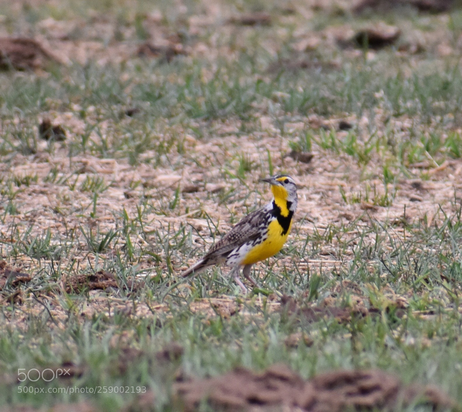 Nikon D3400 sample photo. Meadowlark  photography