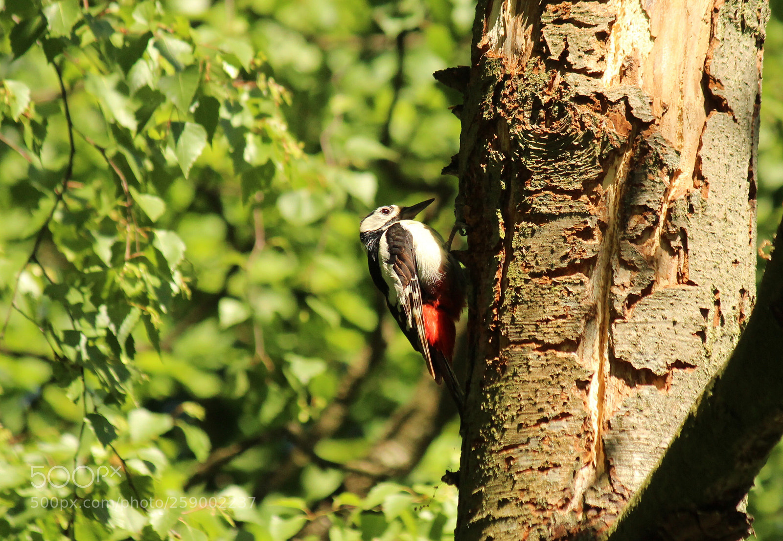 Canon EOS 1200D (EOS Rebel T5 / EOS Kiss X70 / EOS Hi) sample photo. Woodpecker photography