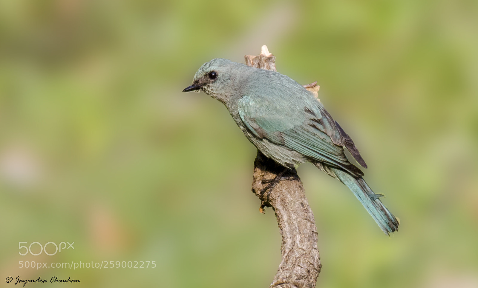 Nikon D5100 sample photo. Verditer flycathercatcher female photography