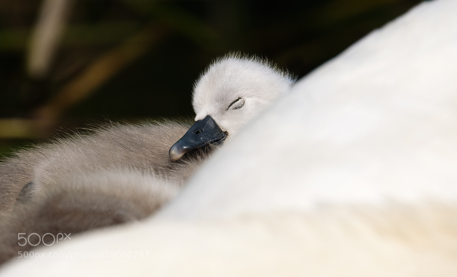 Fujifilm X-T2 sample photo. Sleeping baby swan photography
