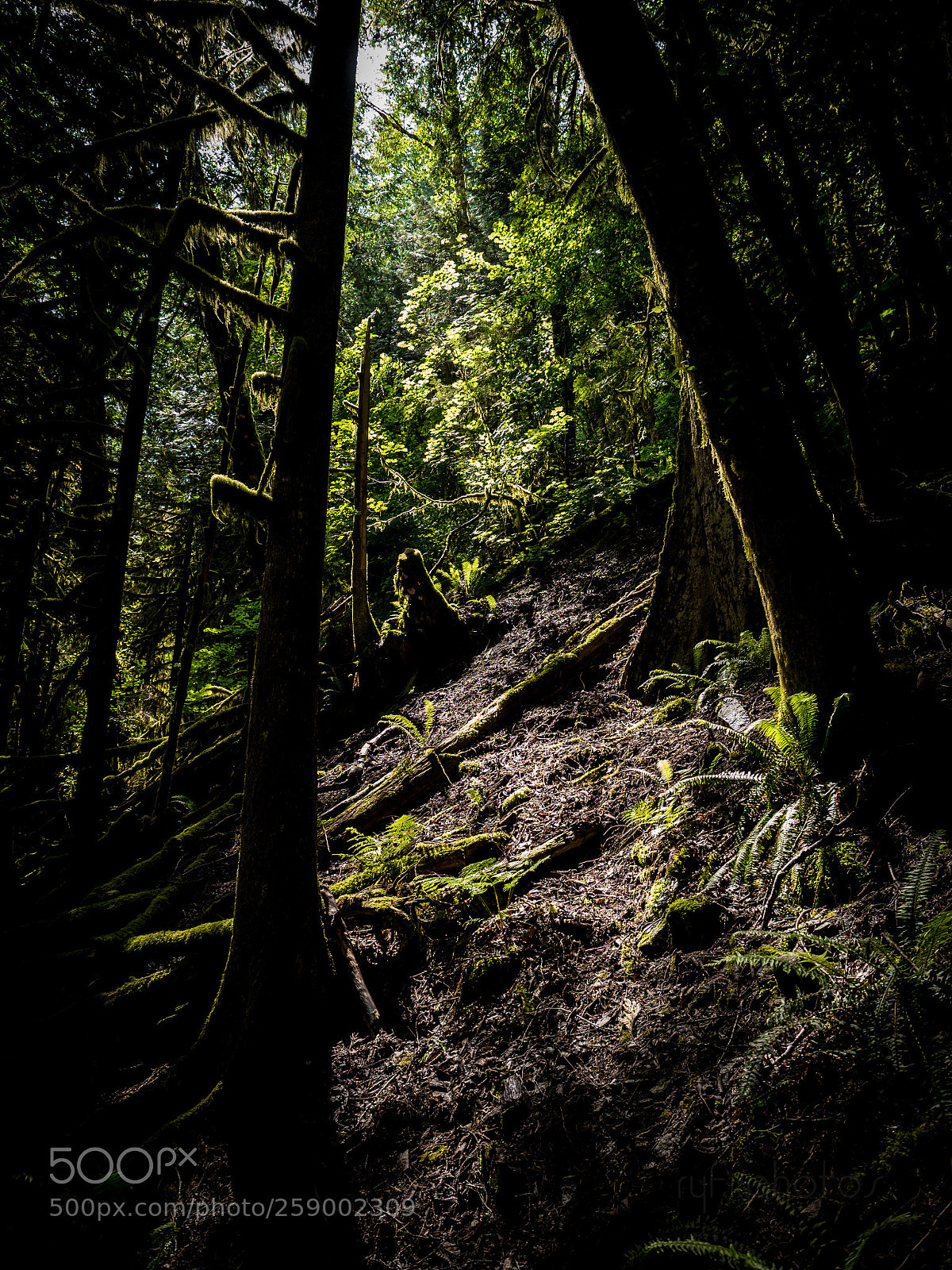 Olympus OM-D E-M5 II sample photo. Mossy hill photography
