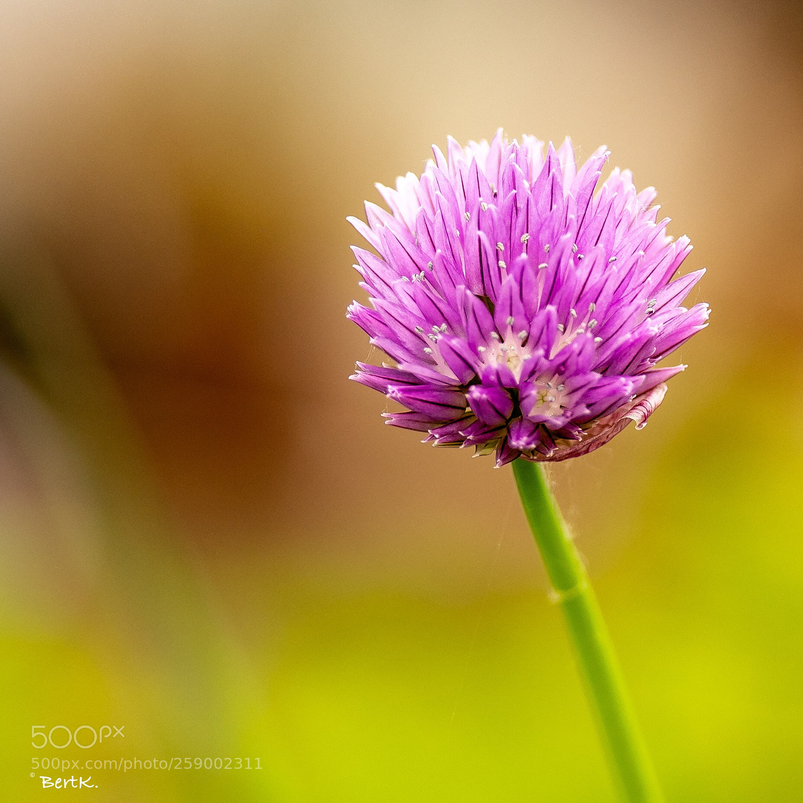 Nikon D500 sample photo. Chives, bieslook photography