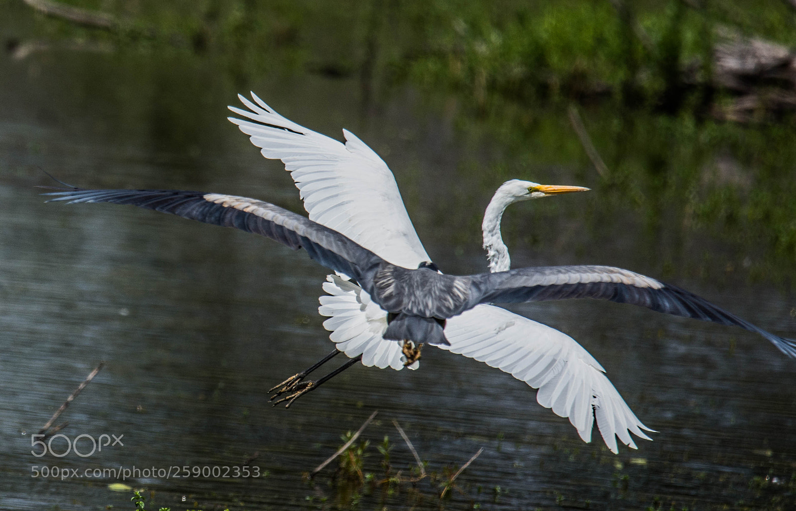 Nikon D7200 sample photo. Heron flight photography