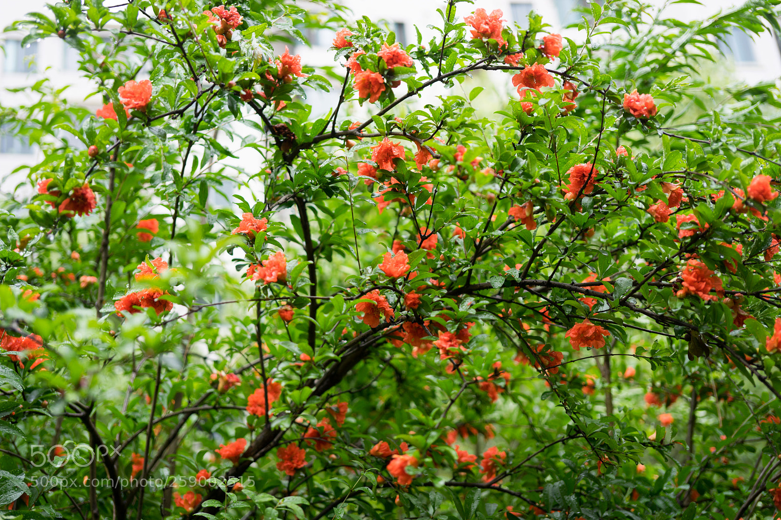 Sony a7 sample photo. Untitled photography