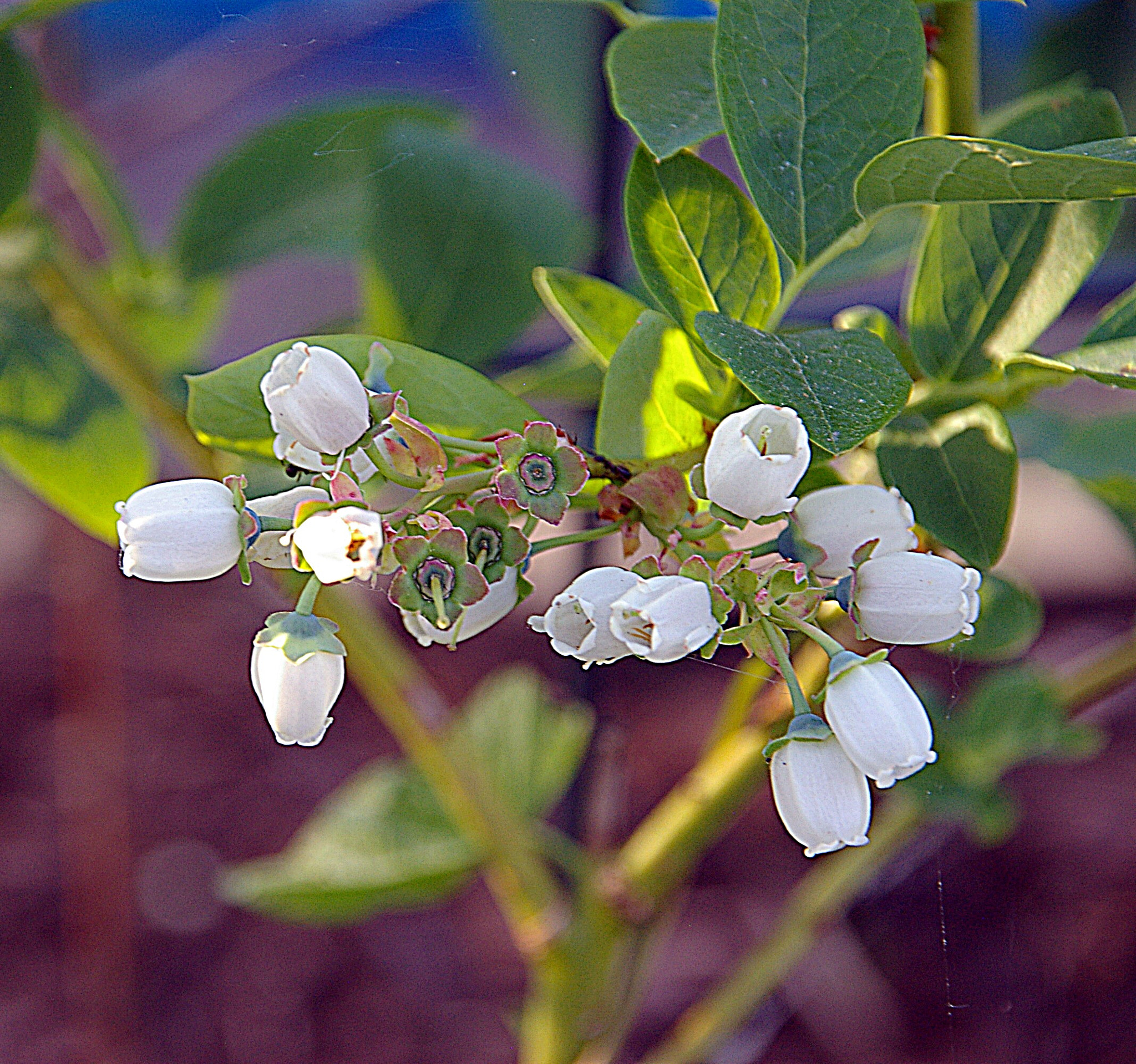 Pentax *ist DS sample photo