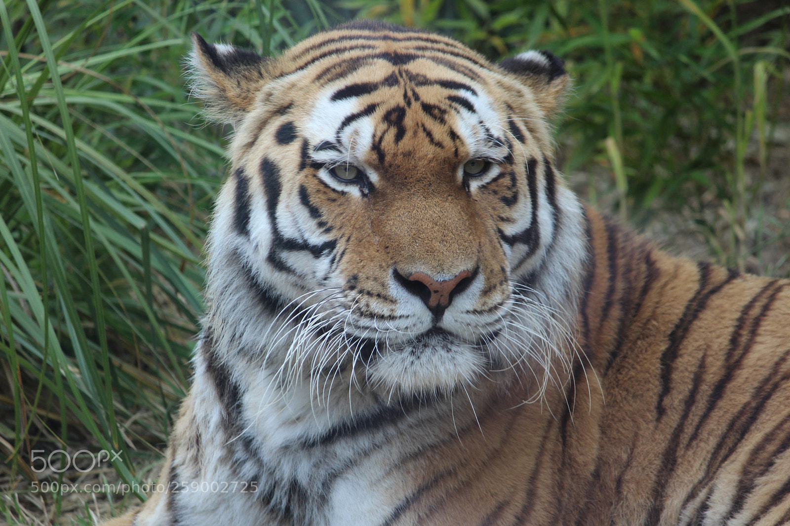 Canon EF-S 55-250mm F4-5.6 IS II sample photo. Img photography