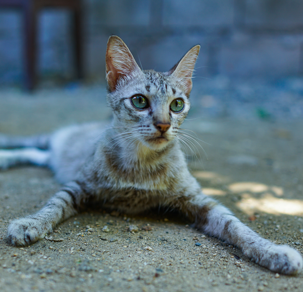 Sony Cyber-shot DSC-RX1R II sample photo. Dsc photography