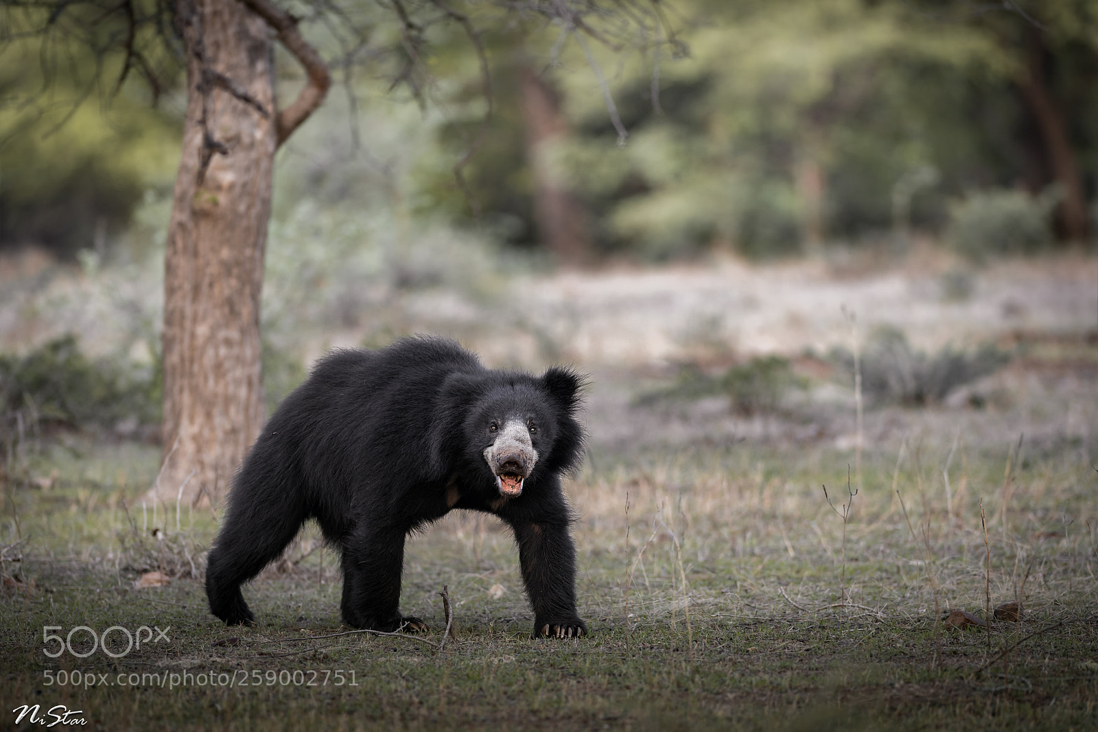 Nikon D5 sample photo. Sloth bear photography