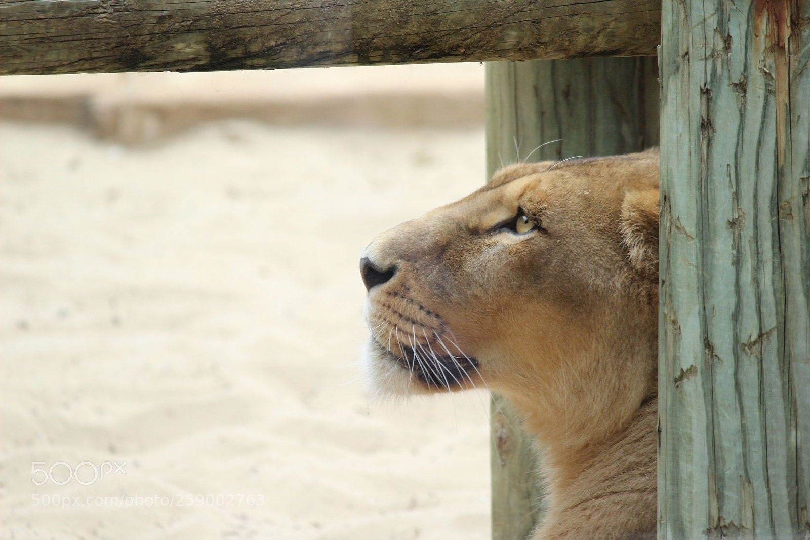 Canon EF-S 55-250mm F4-5.6 IS II sample photo. Img photography