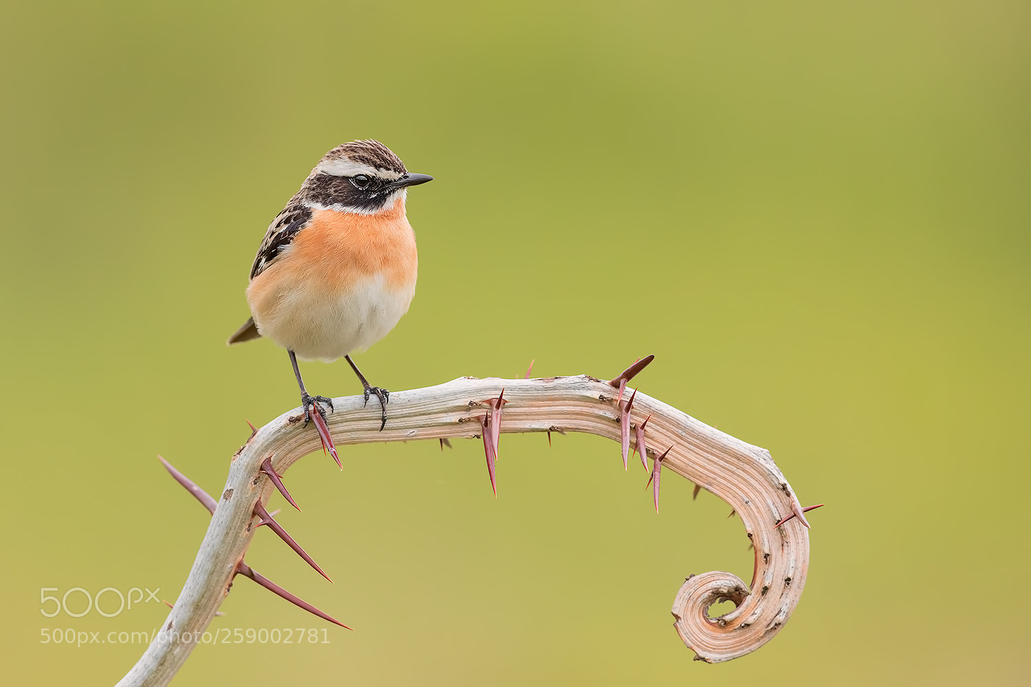 Canon EOS 5D Mark IV sample photo. Whinchat ! photography