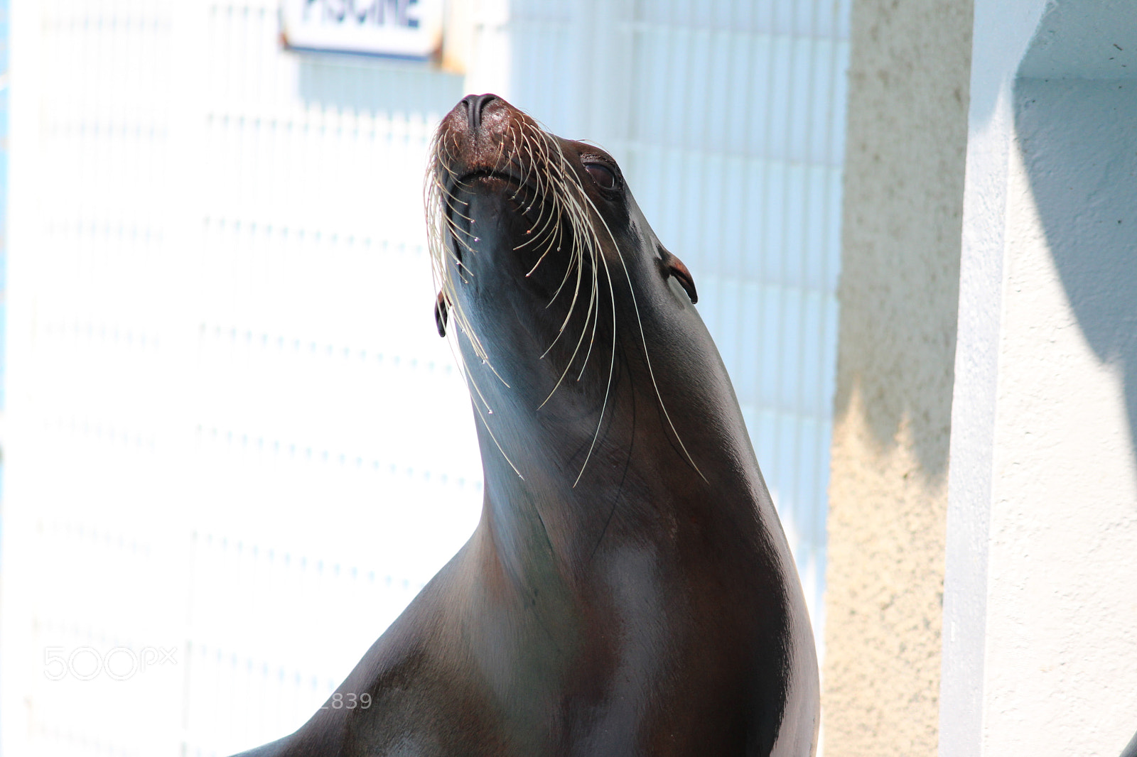 Canon EF-S 55-250mm F4-5.6 IS II sample photo. Img photography