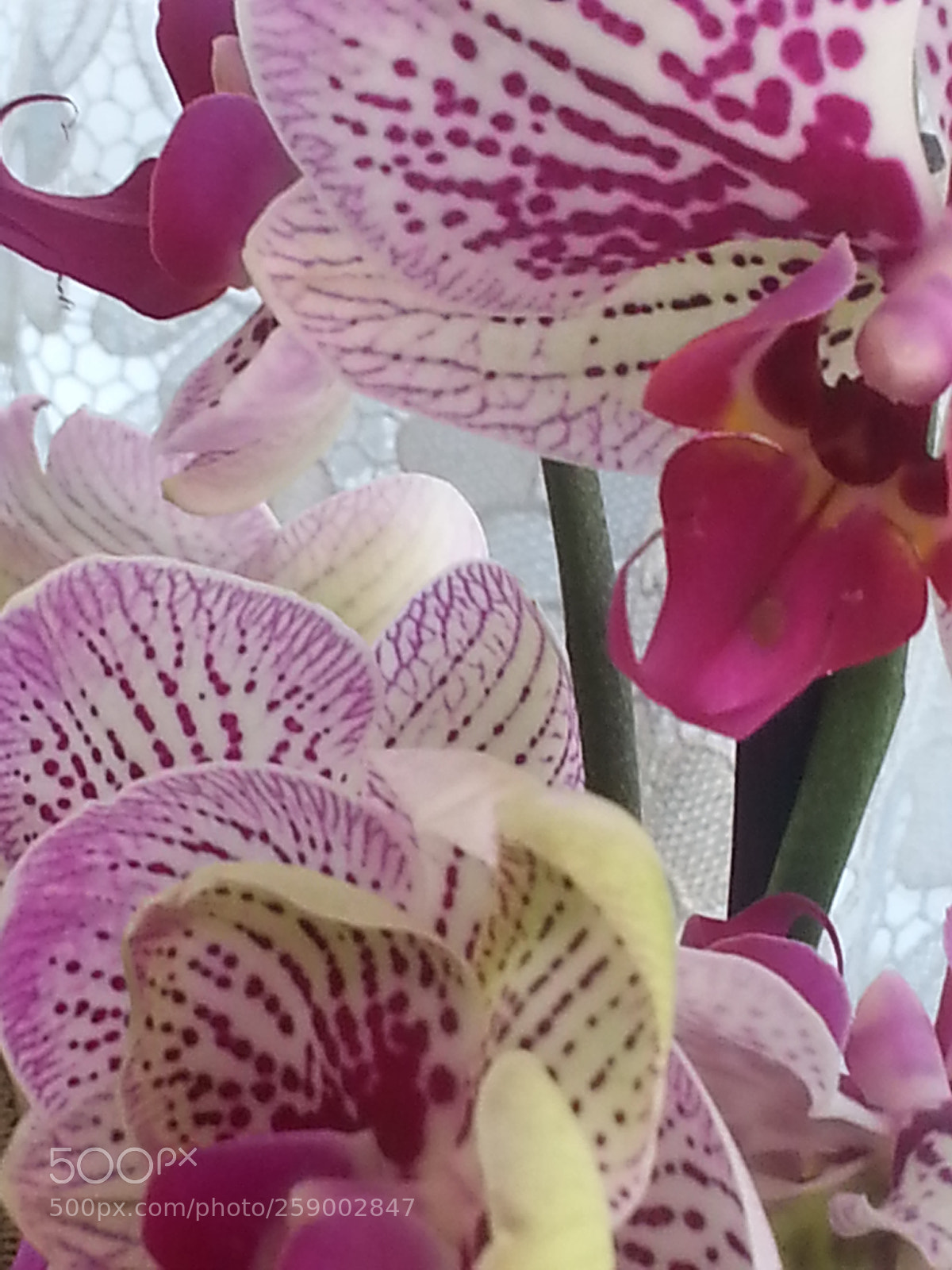 Samsung Galaxy Note2 sample photo. My new orchid as photography