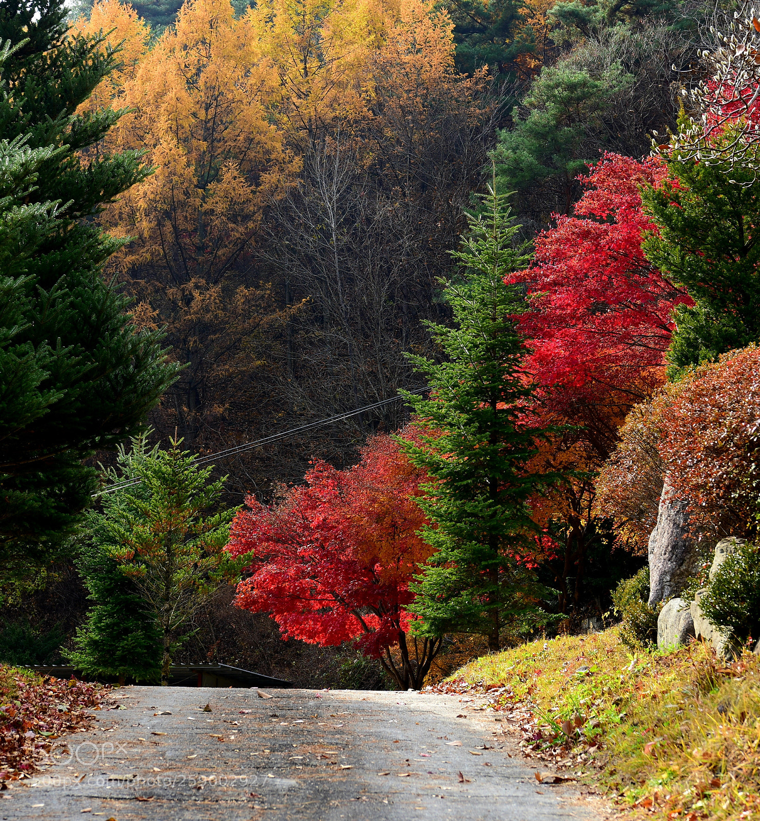 Nikon D750 sample photo. *the colorful love photography
