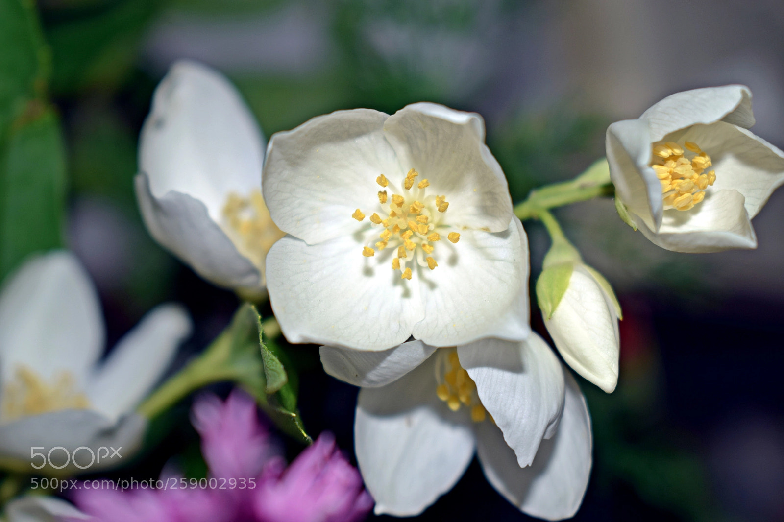 Nikon D5300 sample photo. Flowers photography