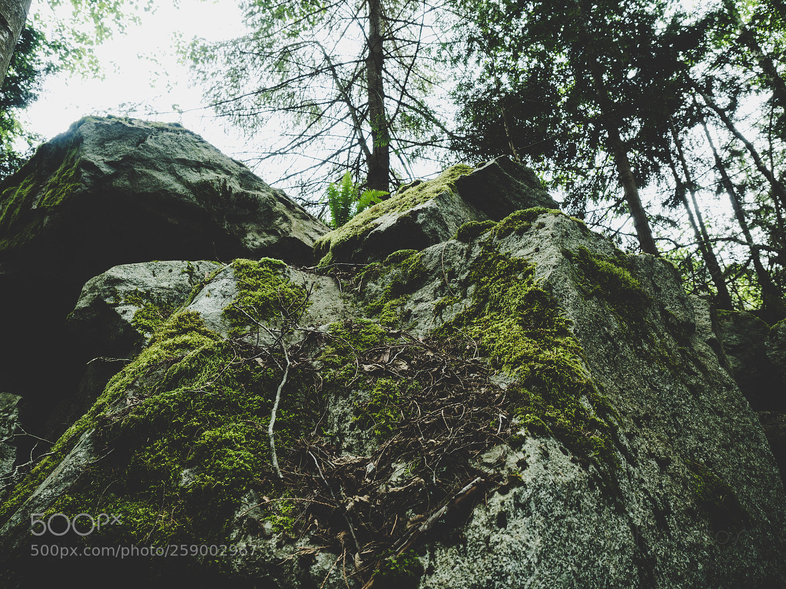 Olympus OM-D E-M5 II sample photo. Mossy rocks photography