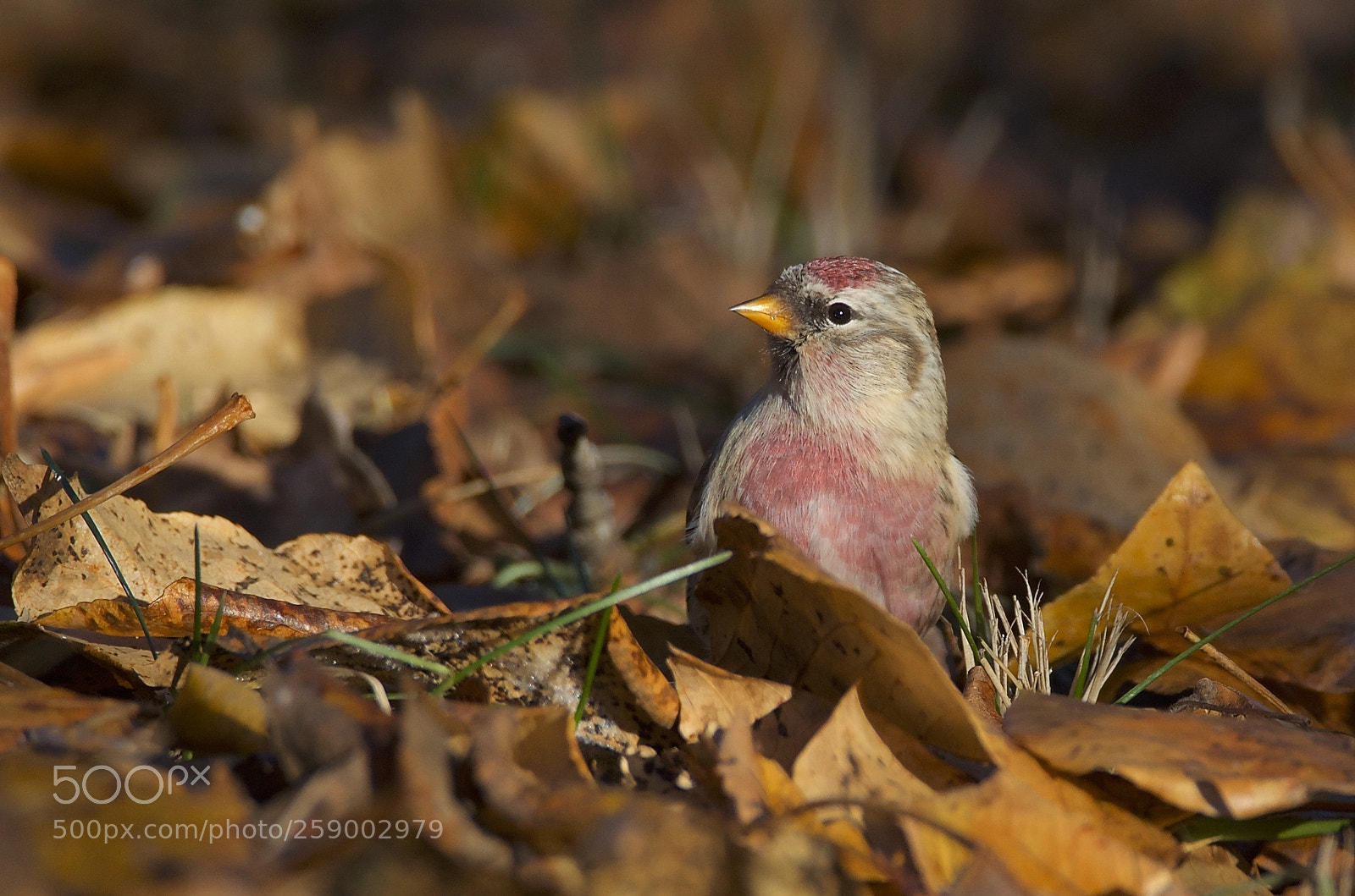 Nikon D7000 sample photo. Common redpoll photography