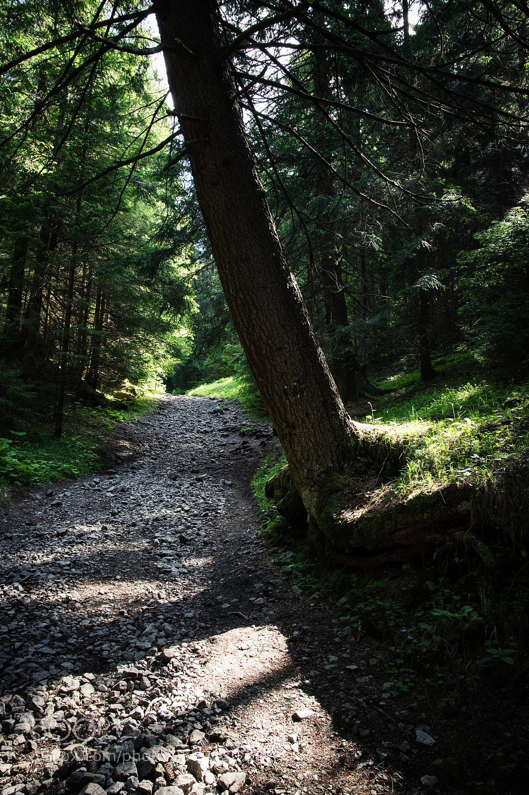 Nikon D5500 sample photo. Spruce over the forest photography