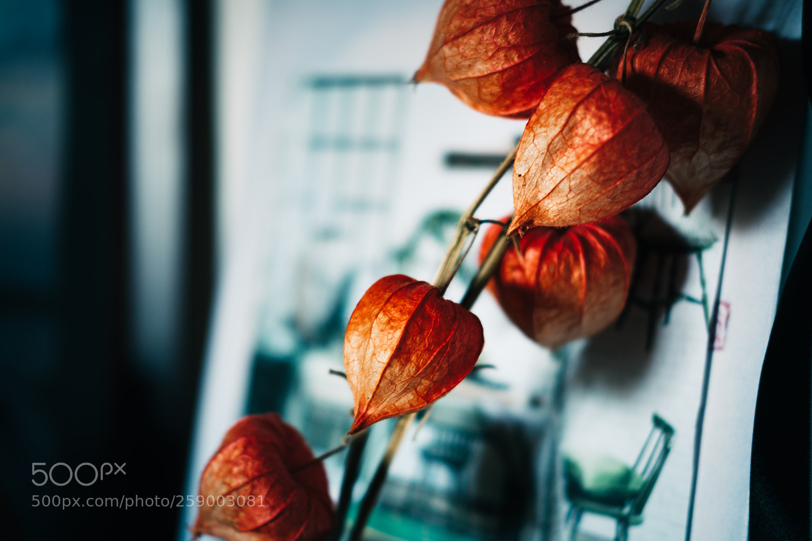Fujifilm X-T20 sample photo. Leaves photography
