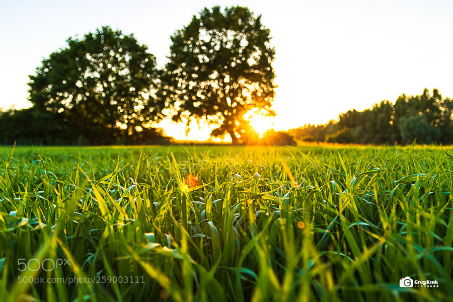 Canon EOS 80D sample photo. Ray of the sun photography