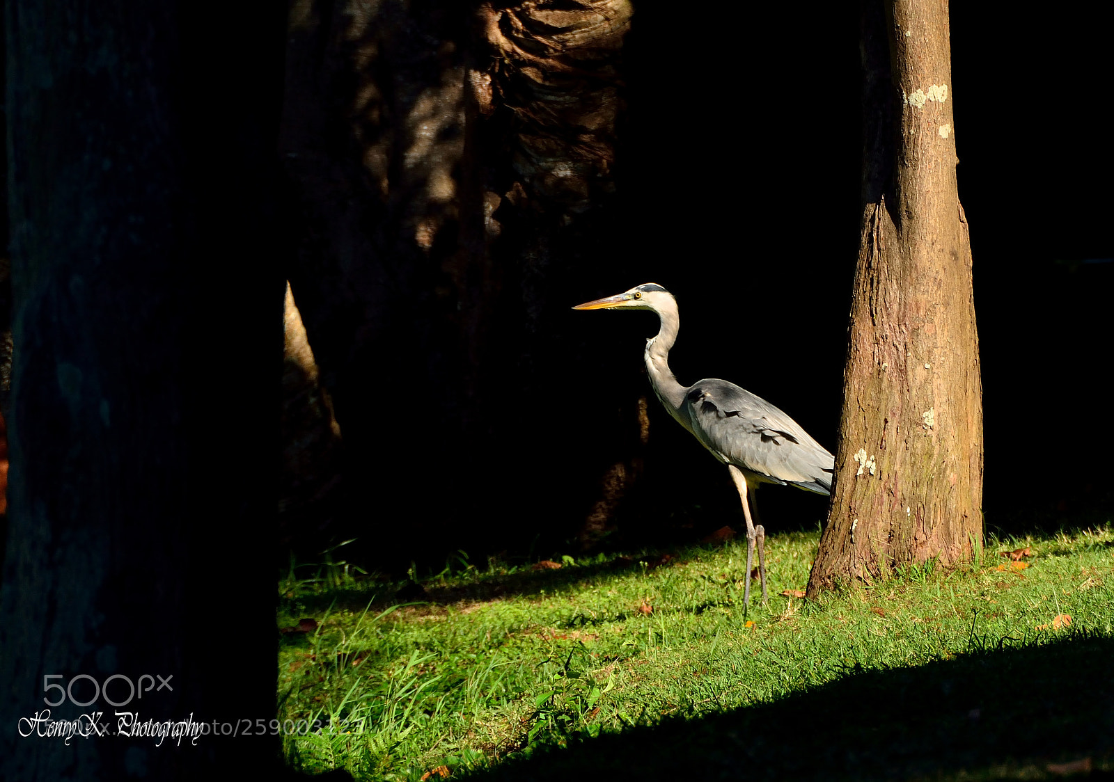 Nikon D7100 sample photo. In the spotlight photography