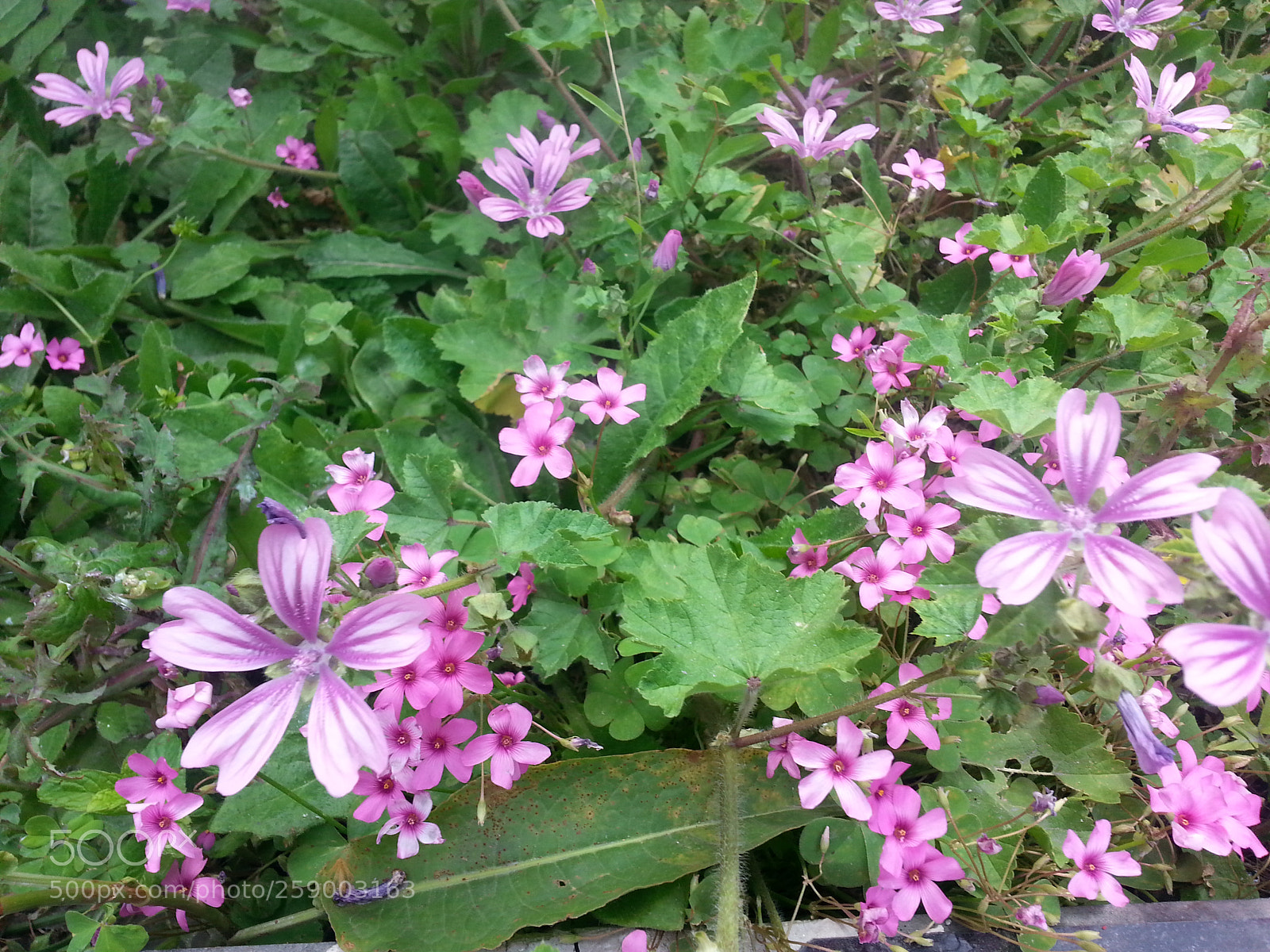 Samsung Galaxy Note2 sample photo. Like the wild flower photography
