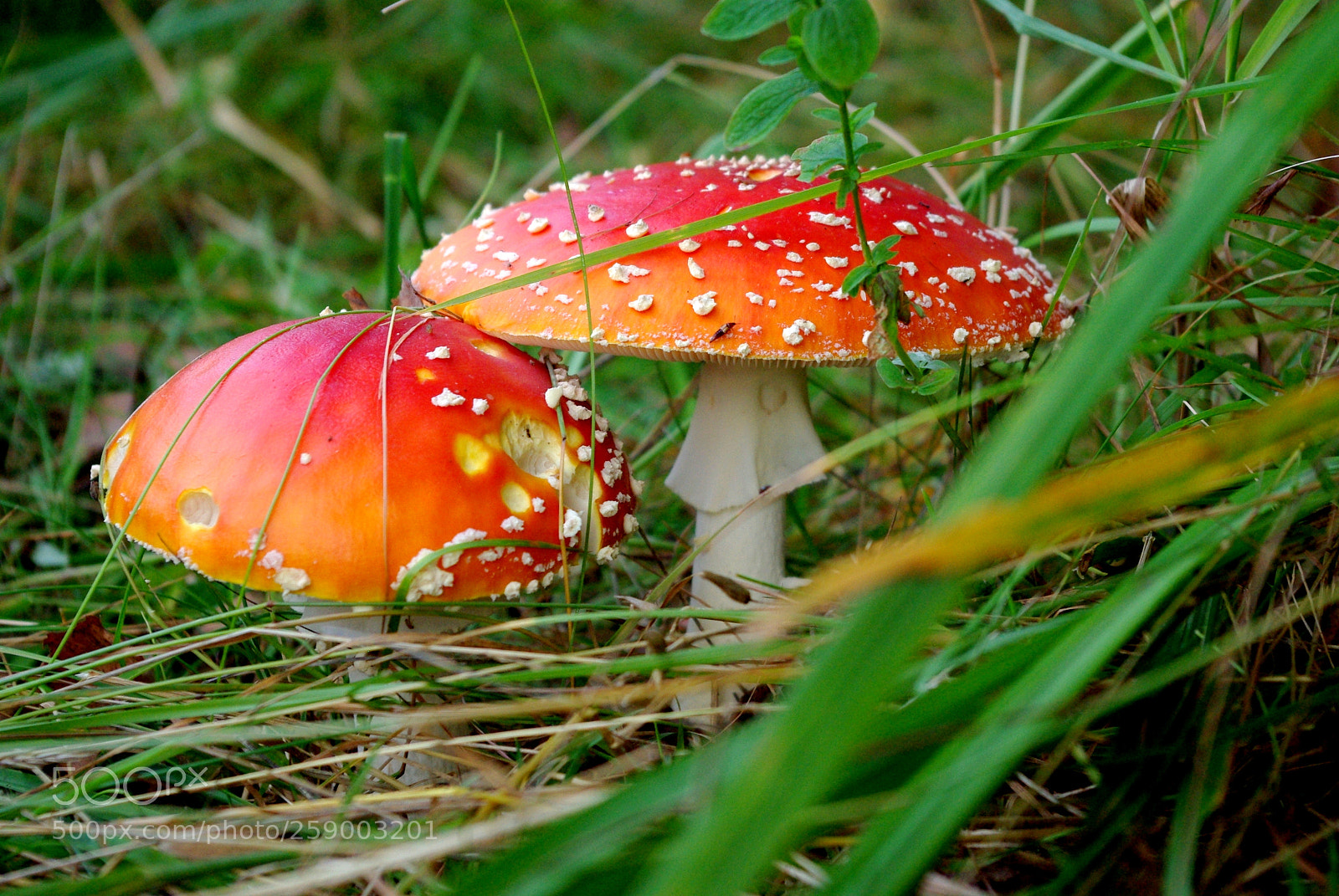Pentax K200D sample photo. Amanita muscaria photography