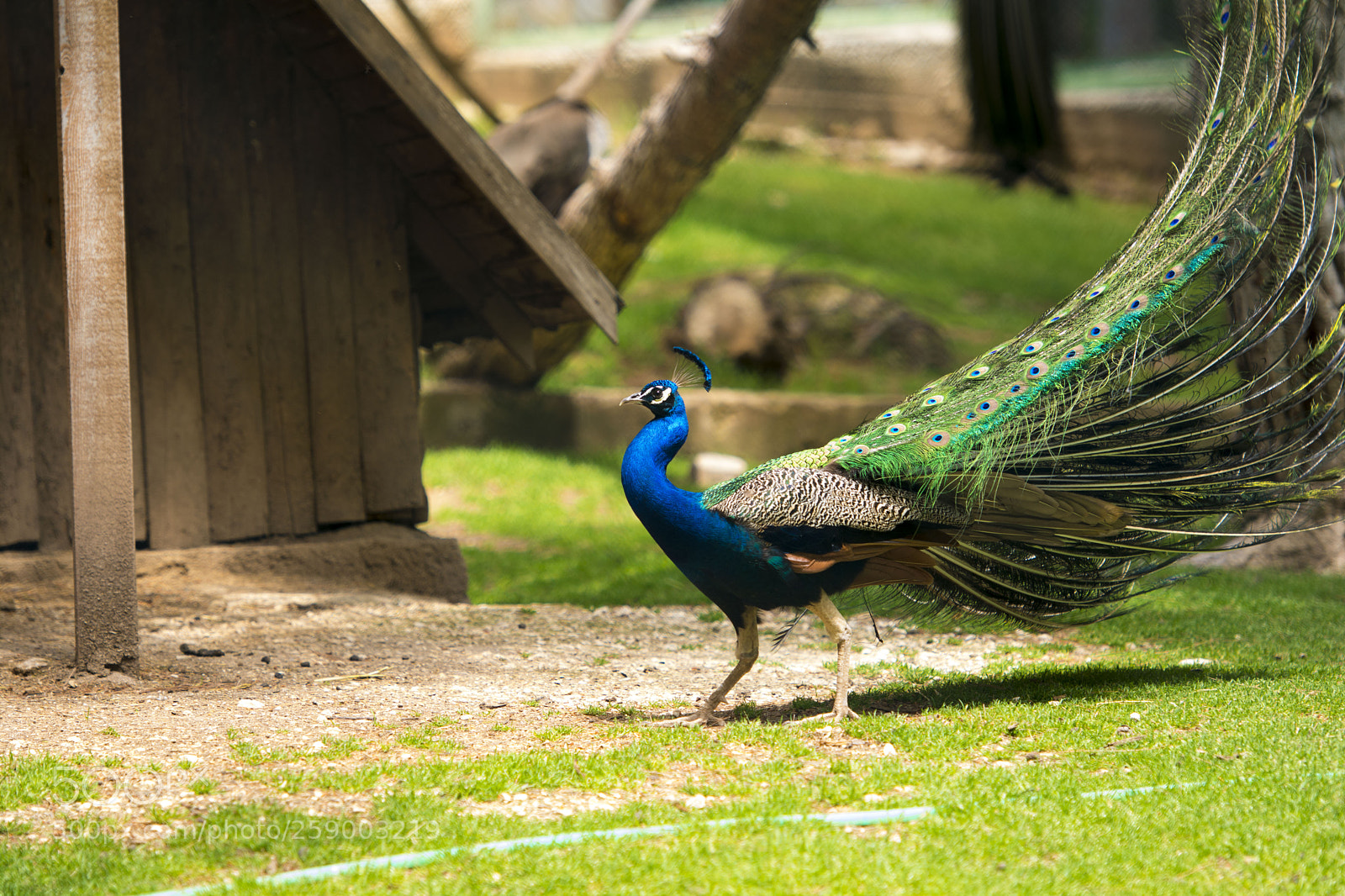Nikon D7100 sample photo. Düş kuşu photography