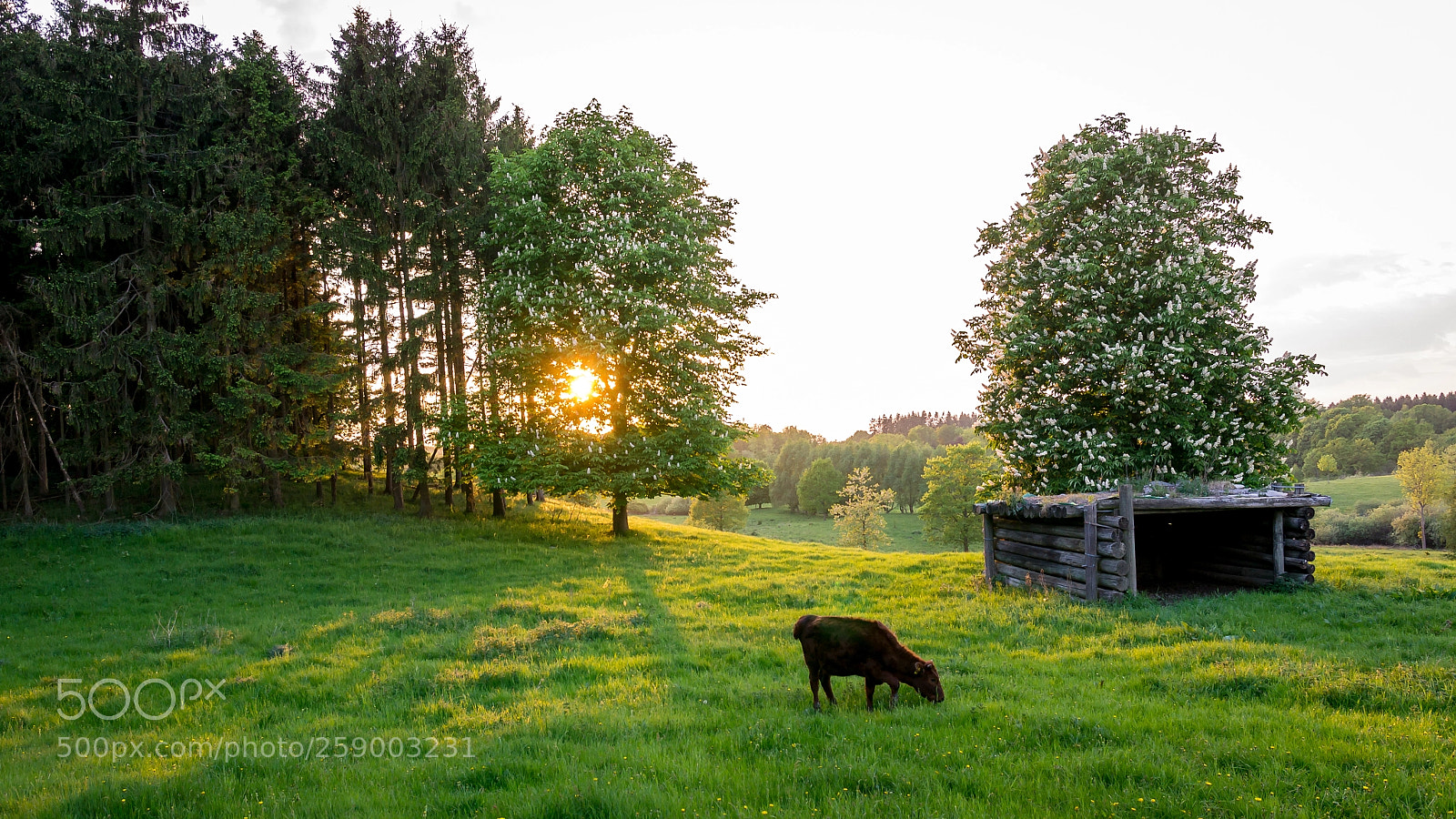 Sony SLT-A55 (SLT-A55V) sample photo. One cow one meadow photography