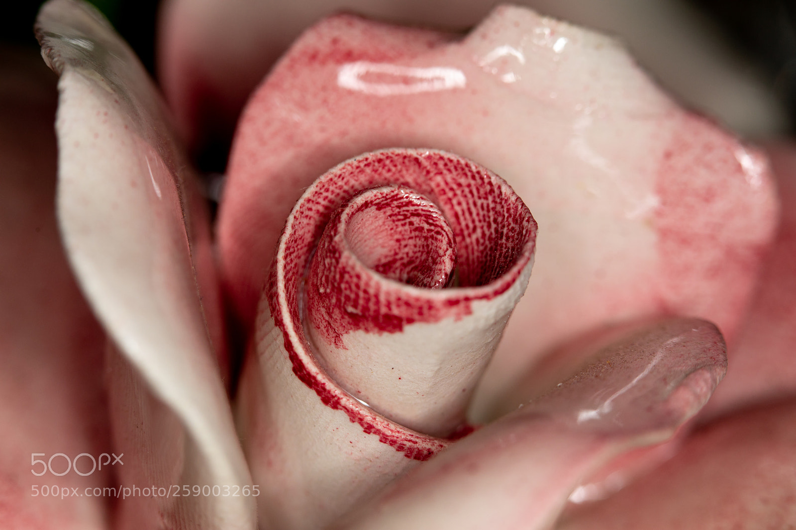 Canon EOS 5D Mark IV sample photo. "timeless rose" in ceramic photography