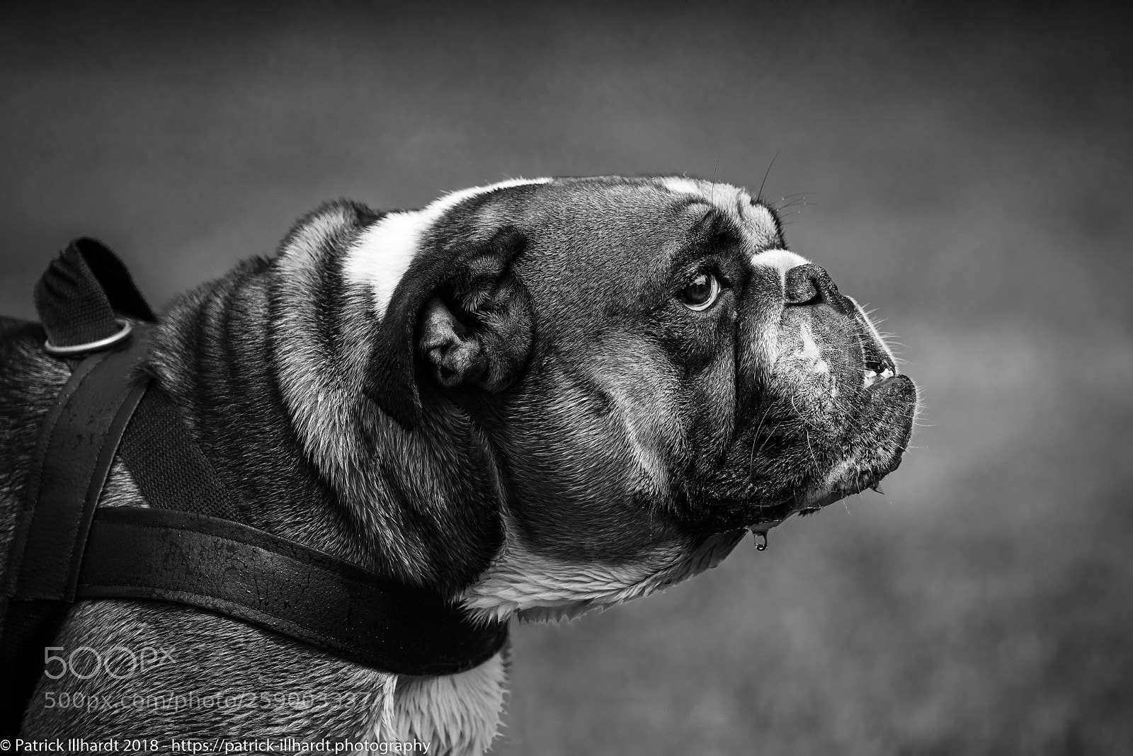 Sony a7R sample photo. Dogge photography
