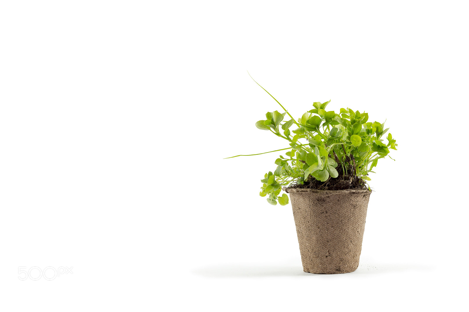 Canon EOS 70D sample photo. Green photography