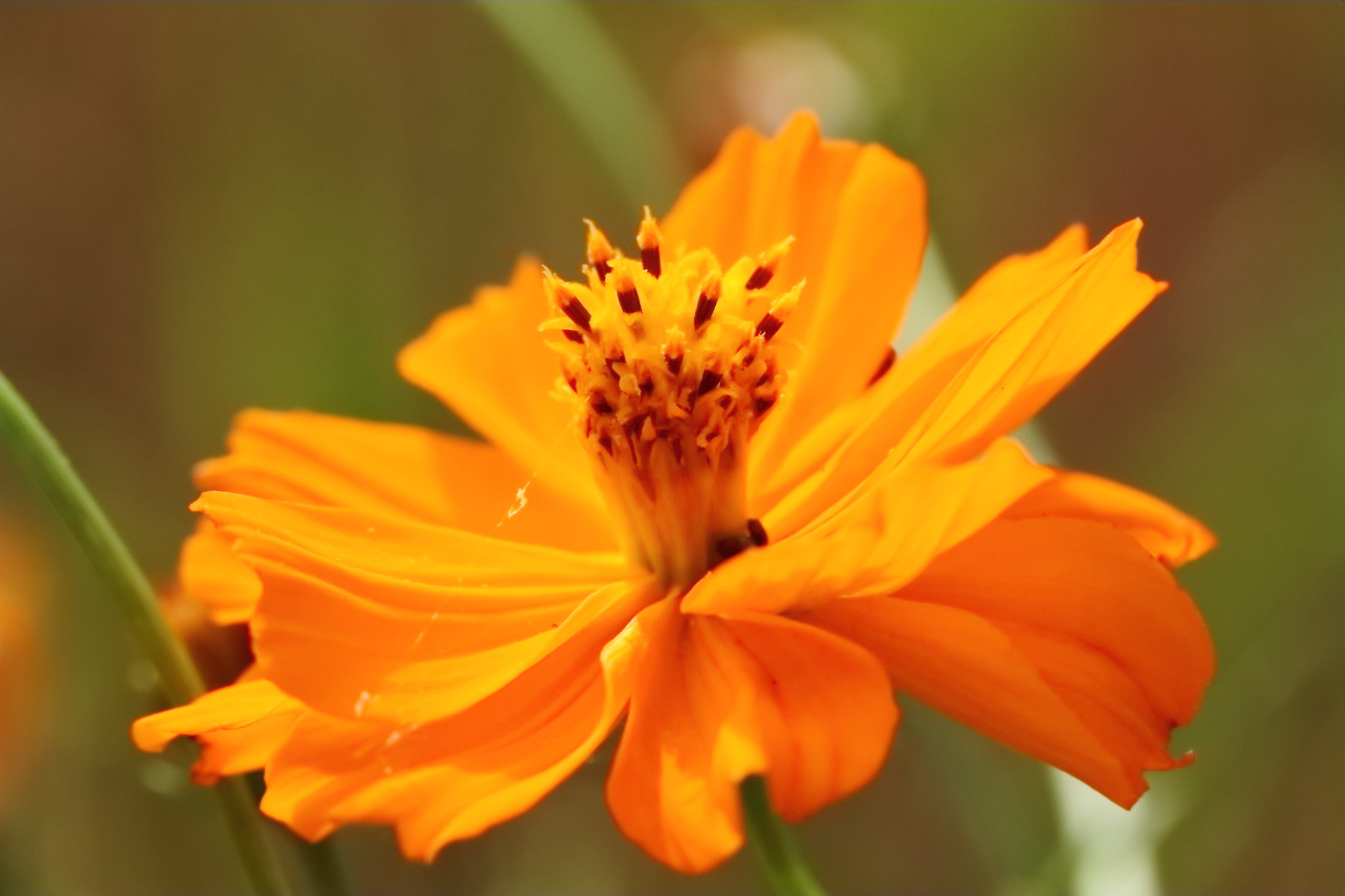 Canon EF 100mm F2.8L Macro IS USM sample photo. 簡約 photography
