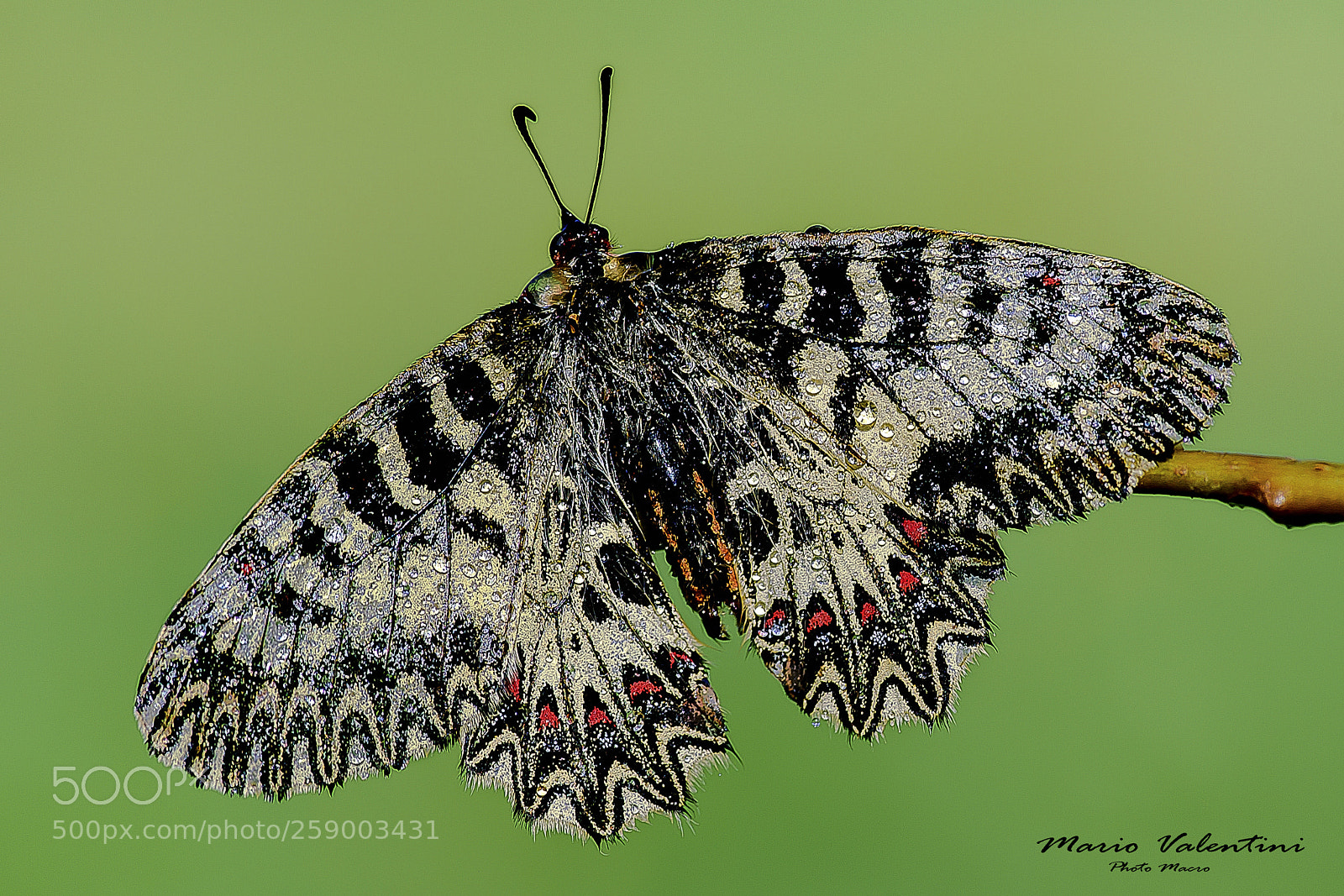 Nikon D750 sample photo. Zerynthia polyxena,italy. photography