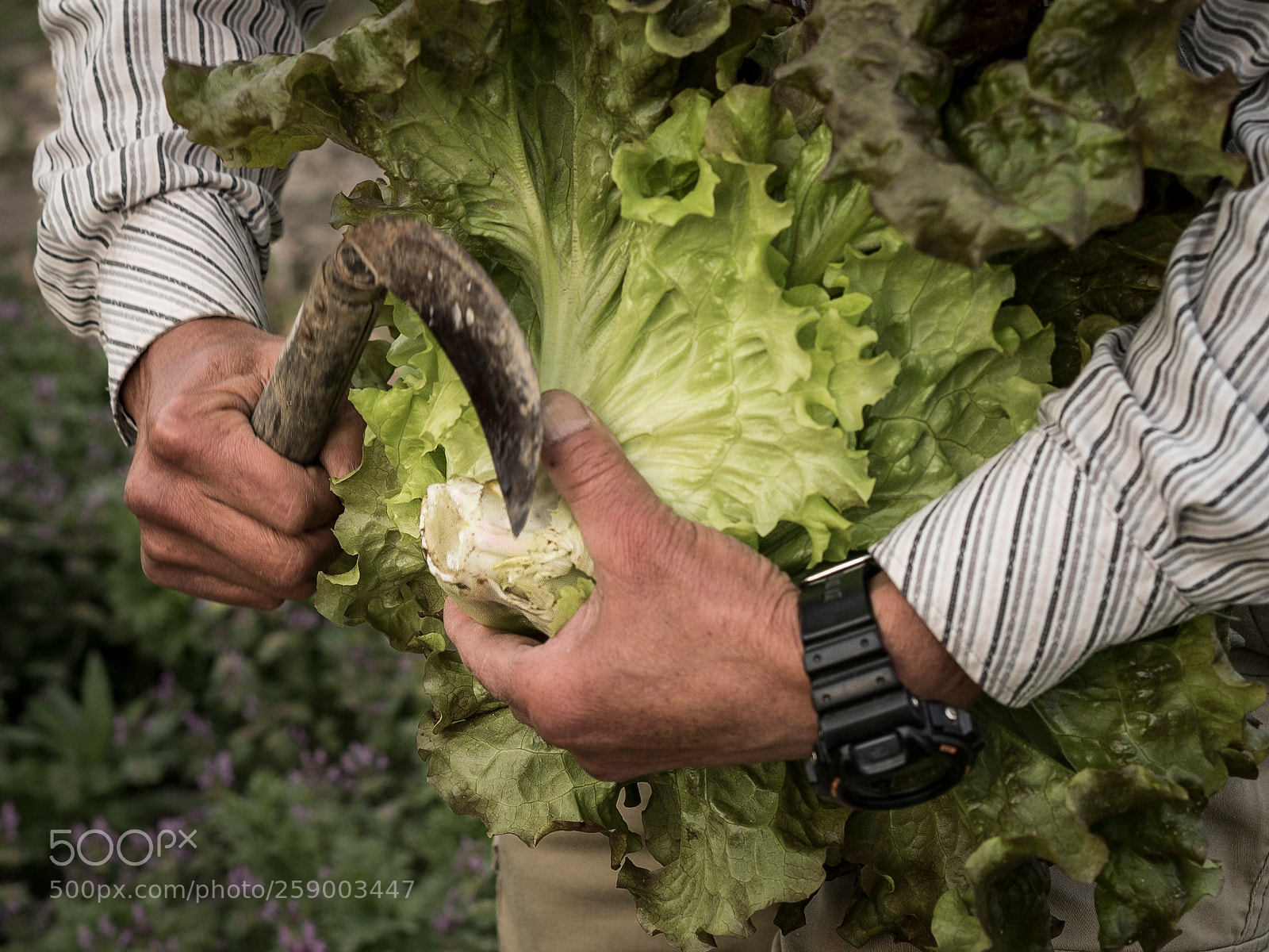 Sony a7S sample photo. Farmer i photography