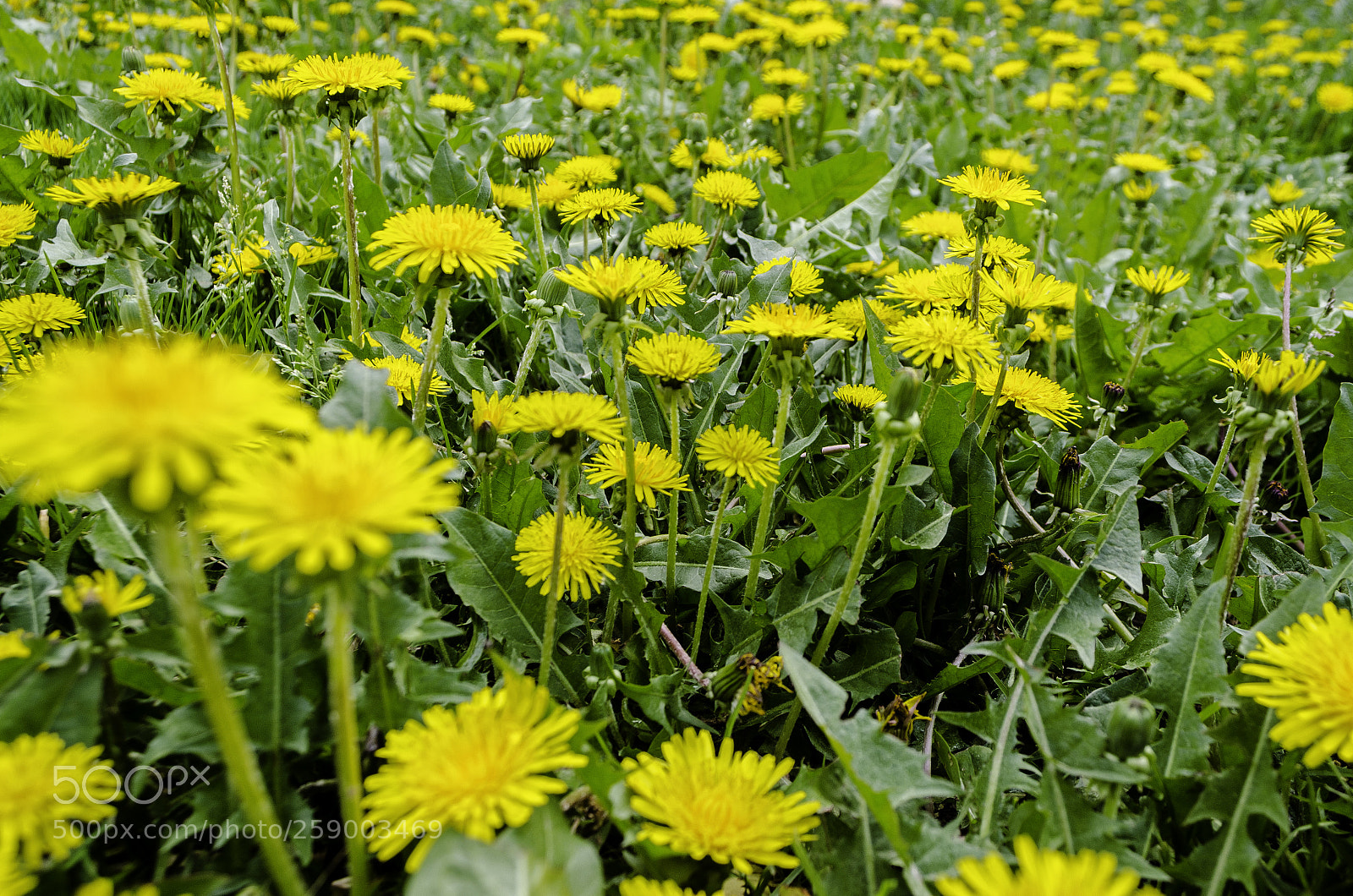 Nikon D5100 sample photo. Dandelions photography