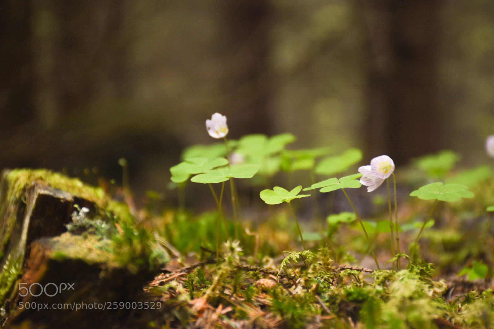 Nikon D5500 sample photo. Floor of forest photography